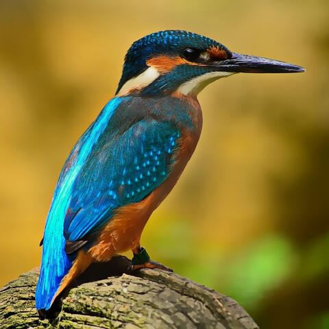 Bird song sound