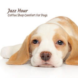 Melodic Jazz Paws Beats
