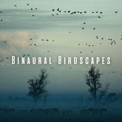 Binaural Bliss Meditation