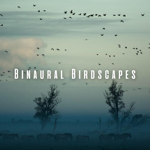 Binaural Birdscapes: Ambient Music for Meditative Bliss