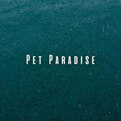Rainy Serenade for Relaxing Pets
