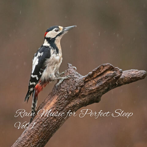 Rain Music for Perfect Sleep Vol. 1