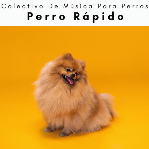 1 Perro: Perro Rápido