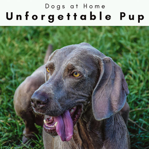 3 2 1 Unforgettable Pup