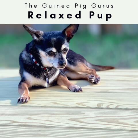 1 Relaxed Pup