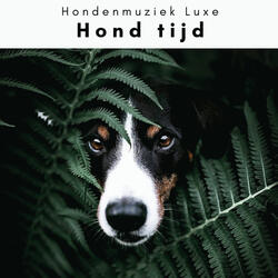 Calming Music for Shy Puppy
