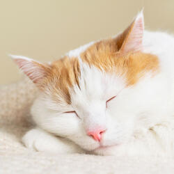 Whispers of Contentment Tranquil Catnap Vibes