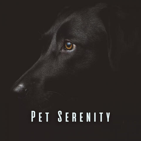 Pet Serenity: Relaxing Meditation Tunes for Stressed Pets