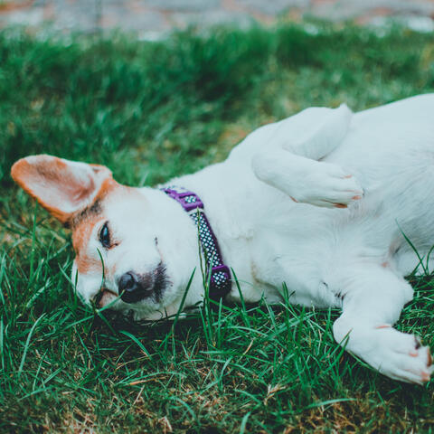 Harmony of Hounds: Relaxing Nature Serenades for Happy Dogs