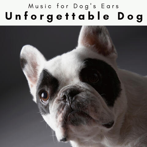 1 Unforgettable Dog