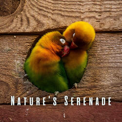Birdsong Medley for Tranquil Vibes