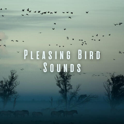 Pleasing Bird Sounds ASMR