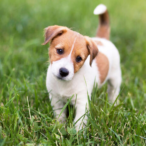 Tail Wagging Tunes: Ambient Music for Active Dogs