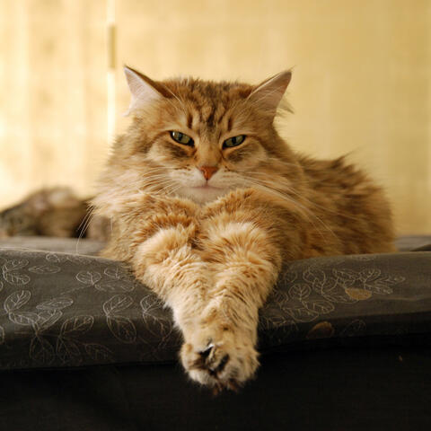 Catty Classics: Cats' Restful Ambient Music