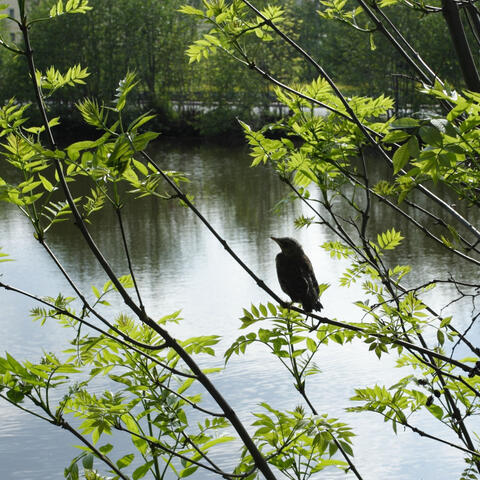 Creekside Melodies: ASMR Bliss with Nature's Birds