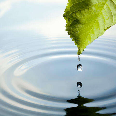Enchanted Droplets: ASMR Bliss in Nature's Drip