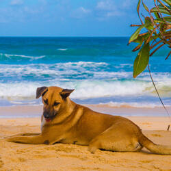 Sandcastle Sniffs Signal Serenity