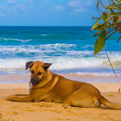 Oceanic Woofs: Chill Music for Laid-Back Dogs