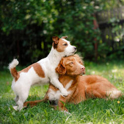 Symphony of Showers in Spaniel's Slumber