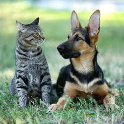 Cricket's Chorus for Canine Calm