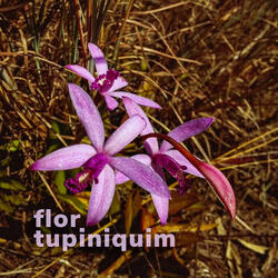 Flor Tupiniquim