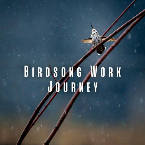 Bird Song Work Journey: Nature's Rain Serenade and Chill Music