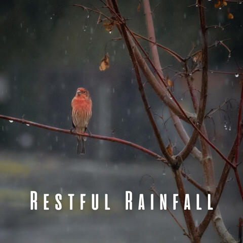 Restful Rainfall: Birdsongs and Chill Music for Peaceful Sleep