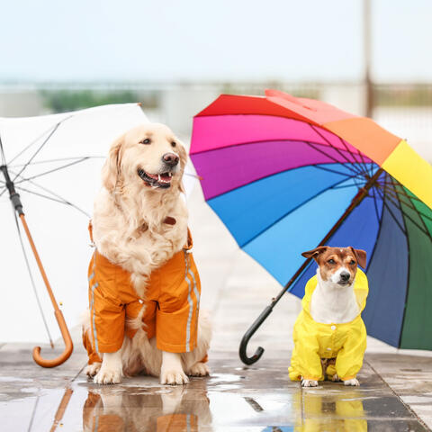 Pets in Harmony: A Rainy Umbrella and a Thunderous Serenade