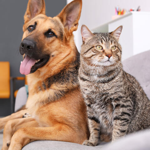 Furs of Peace: Soothing Tunes for Pet Relaxation