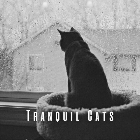 Tranquil Cats: Mellow Rainfall Rhythms with Chill Music