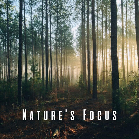 Nature's Focus: Bird Melodies and Chill Music for Clarity