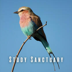Study Sanctuary Serenade