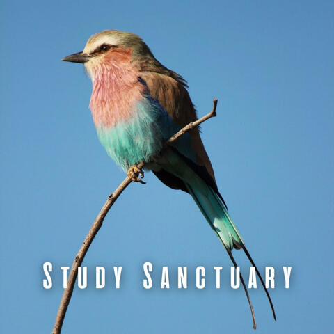 Study Sanctuary: Birdsongs, Chill Music, and Nature's Inspiration