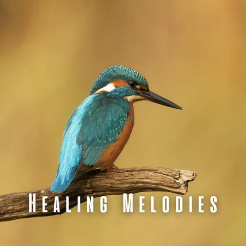 Healing Melodies: Nature's Bird Tunes with Chill Music for Massage