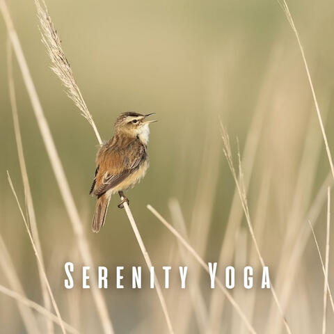 Serenity Yoga: Nature's Harmony with Birdsong and Chill Music