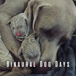 Crystal Rainfall Doggy Vibes