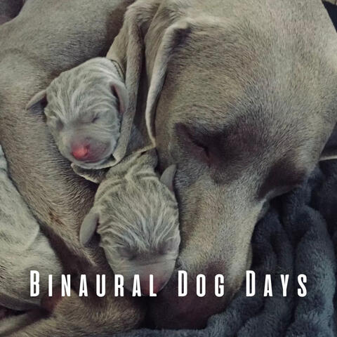 Binaural Dog Days: Soothing Rain and Theta Waves