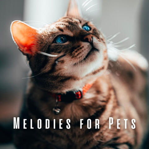 Melodies for Pets: Binaural Rain and Crystal Singing Bowl Sounds