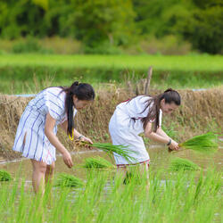 Gentle Showers Enhance Workday Tranquility