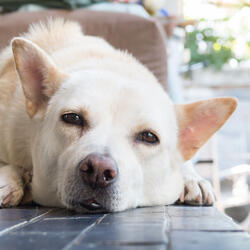 Tranquil Echoes of Paws Prancing