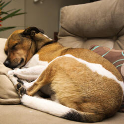 Dogs Enjoy Rain's Sleep Symphony