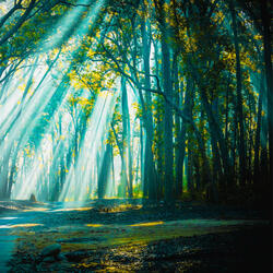 Earth's Enchanting Harmonies in Nature