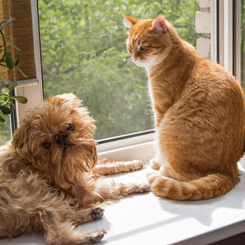 Nature's Thunderous Serenade: Enchanting Window Rain Ambience for Pets