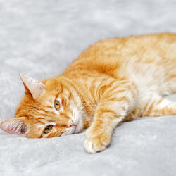 Feline Serenity Noise Echoes