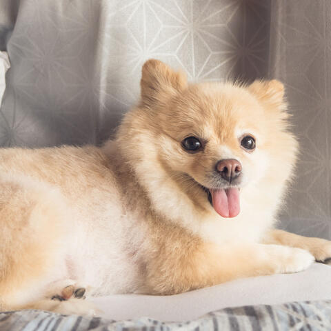 Blissful Barktime: Blissful White Noise for Dogs
