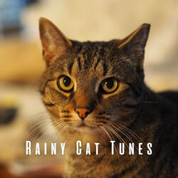 Meowscapes Rain Symphony
