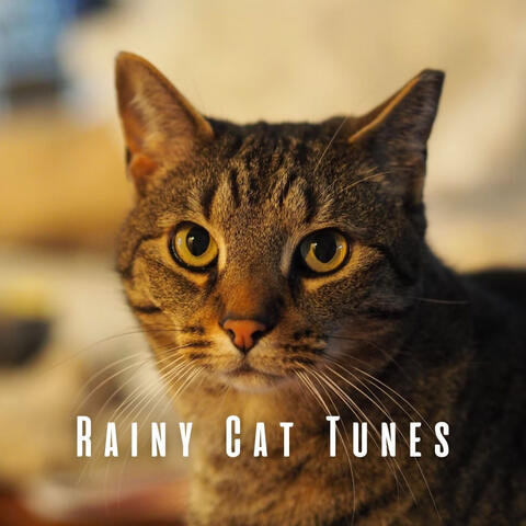 Rainy Cat Tunes: Theta Waves and Binaural Harmony