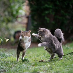 Echoes Of The Catnip Delight