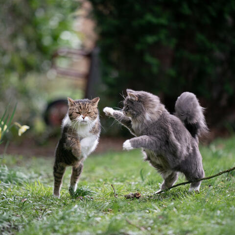 Whisker Ambient Tunes: Blissful Cat Playtime Soundscape