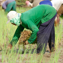 Rhythm Of The Productive Rain
